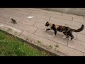 Mother cat tries to persuade her escaped kitten to return home