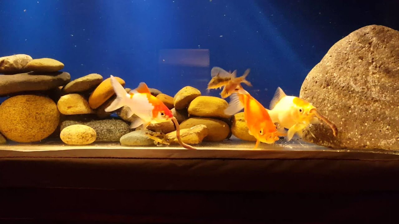 Worms eating goldfish YouTube