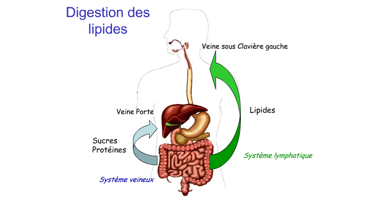 Cuanto tarda la digestion