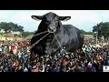 90 करोड़ का बैल जो हर महीने कमा लेता है l लाखो रुपये Most Expensive Bulls, Eid 2021 (Part-3)