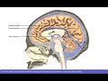 Detailed animation on circulation of csf