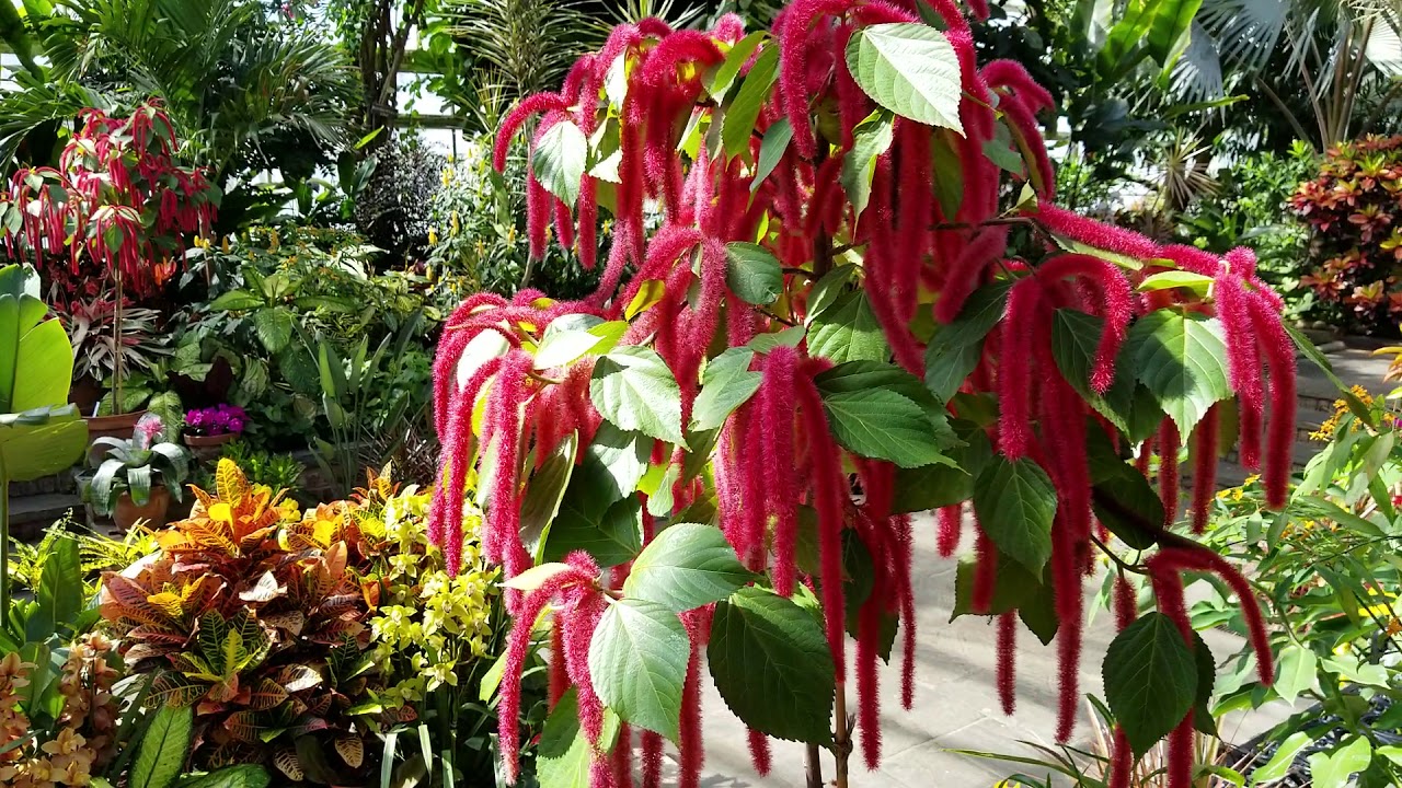 Acalypha hispida - Chenille Plant