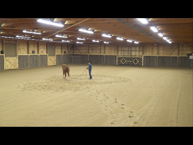 Confidence and Trust Building with Flag L1 P1 "Grace" - Russ Krachun Kozak Horsemanship