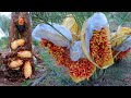 Find and Kill Maggots in Date Palm Tree - How to Take Care Date Palm Fruit