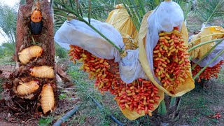 Find and Kill Maggots in Date Palm Tree - How to Take Care Date Palm Fruit