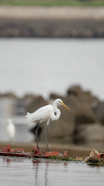 KUNTUL #wildlife #egret #sonyalpha