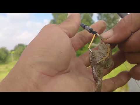 Video câu cá lóc gò Công Tân Phú Đông dưới những con kênh - youtube