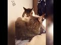 nom