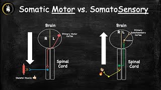 Somatic Motor vs Somatosensory Pathways Explained Simply