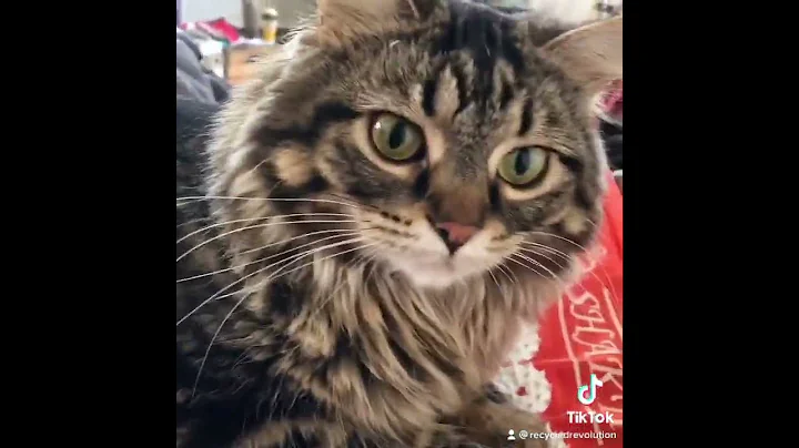 Cute Kitty Tries Accupressure Mat  Cute cat videos.