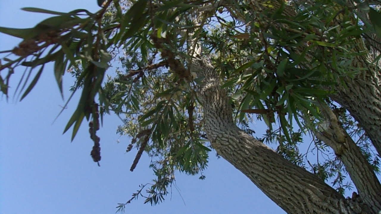 9/19/21: South Clairemont Park- Lovely Bottlebrush Trees (Callistemon viminalis)