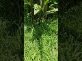 grüner geht's nicht