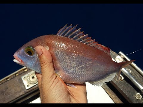 Pesca a bolentino – Pagelli con Rino Scalzo Pro Staff Shimano