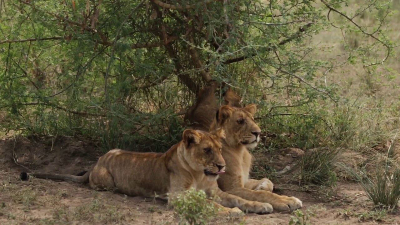 Safari Vibes Intro 1