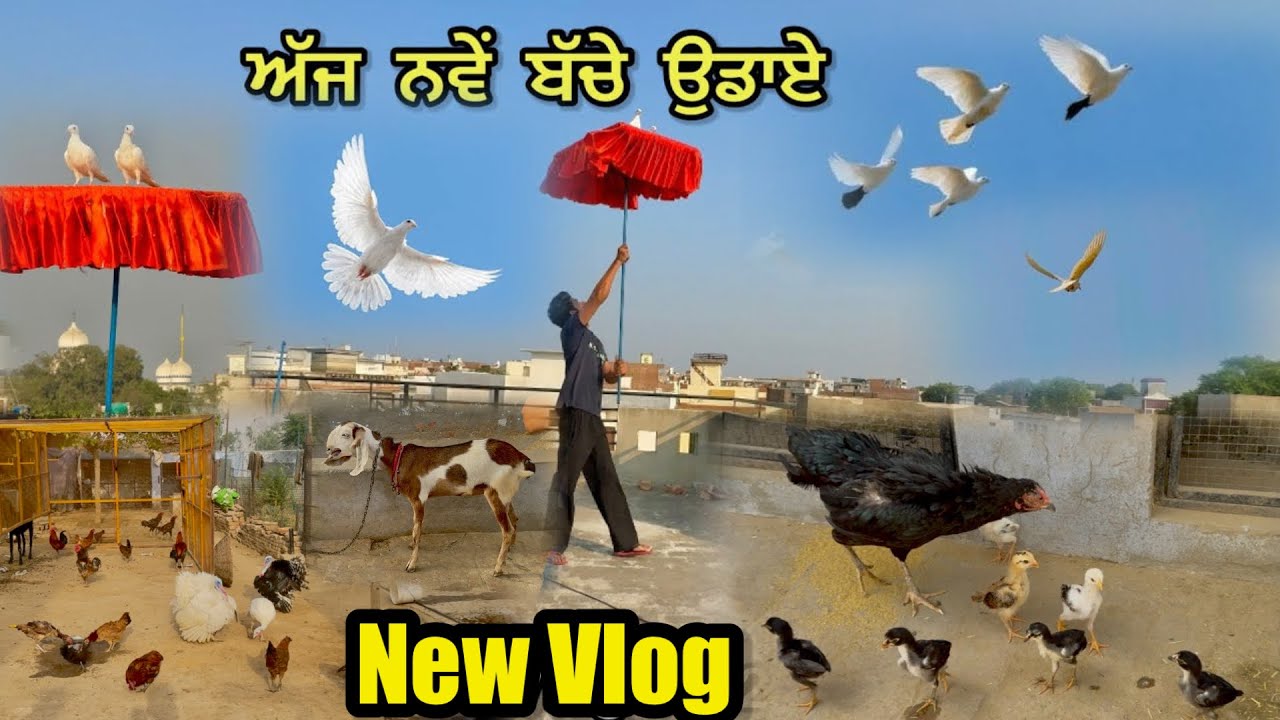 ਅੱਜ ਨਵੇਂ ਬੱਚੇ ਉਡਾਏ 🕊️|| ਸਾਰੇ ਚੂਚੇ ਬਾਹਰ ਛੱਡੇ 🐥|| ਬੱਕਰੀ ਦੇ Beetal Semen ਟੀਕਾ ਭਰਾਤਾ 🐐|| #kabootar