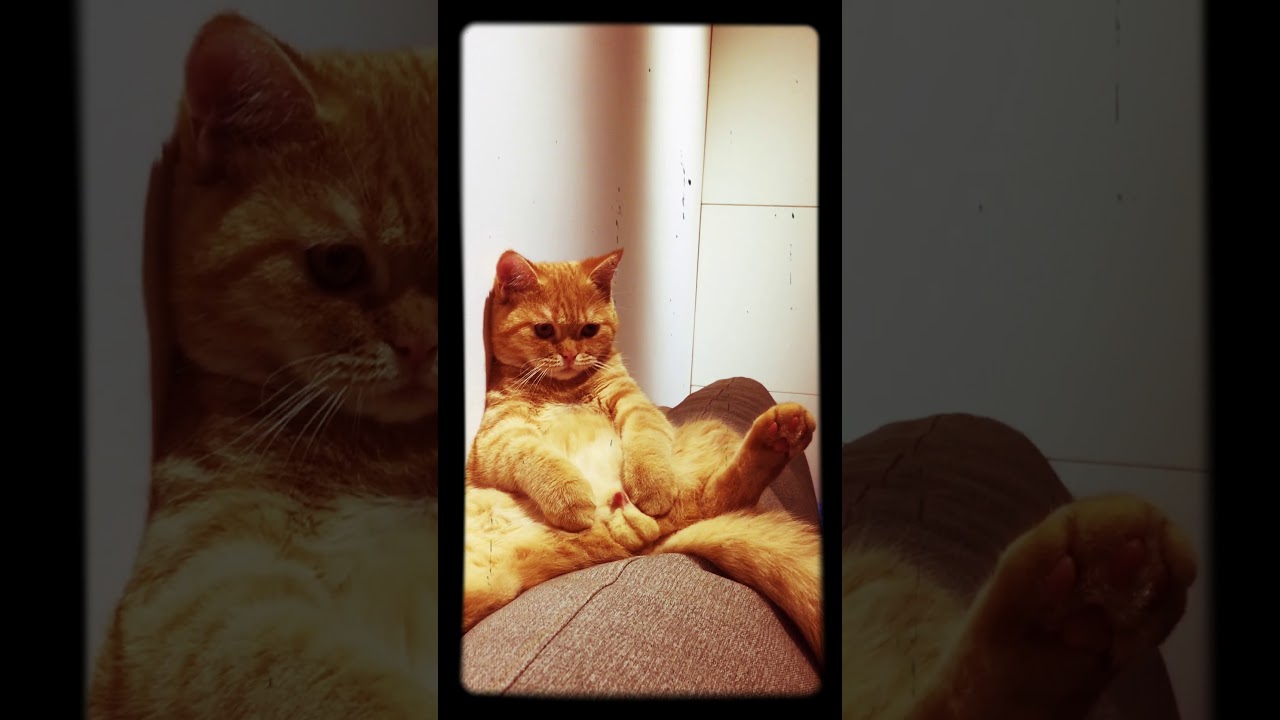 公貓竟然公開自慰- YouTube