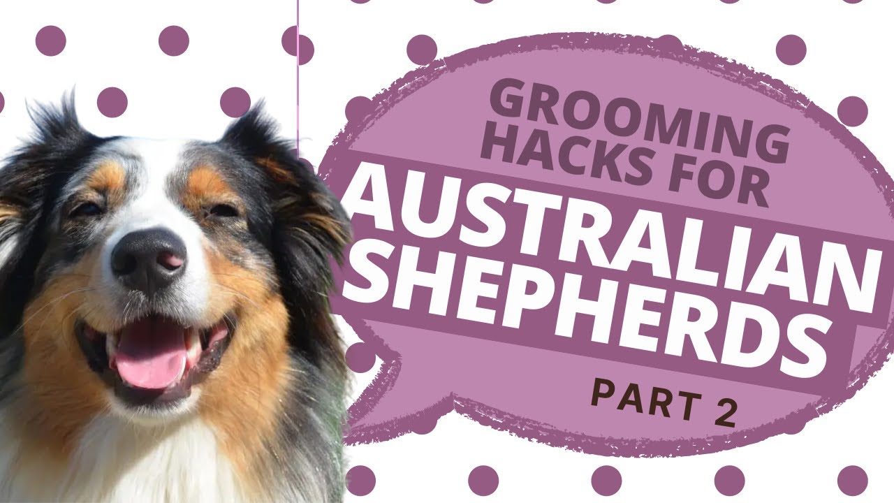 How to Groom an Australian Shepherd | Australian Shepherd Grooming Part ...