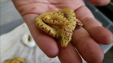 Green Tree Python - Neos Hatching