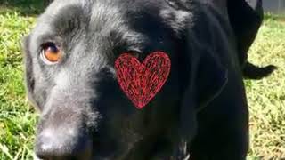 Pasadena CrisisDogsNC rescue needs a home Guide
