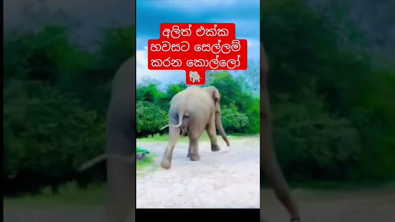 අනිත් එක්ක හවසට සෙල්ලම් කරන අපි🐘😲We play with others in the evening#srilanka #elephant #animals
