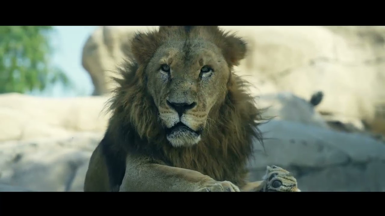 DocumentarywildLife