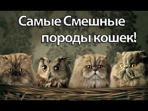 Смешные Породы Кошек Фото