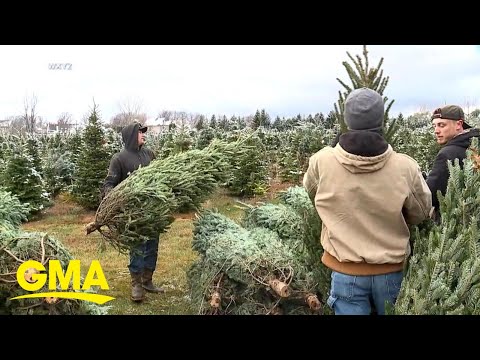 Real christmas trees may cost up to $10 more than last year