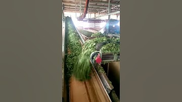 Tea withering process for black tea