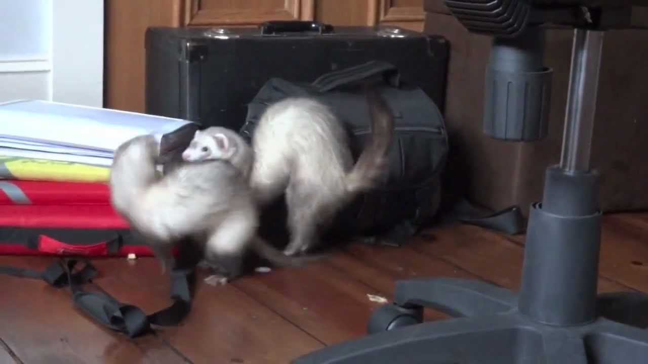 Random Ferret Frolics! :D - YouTube