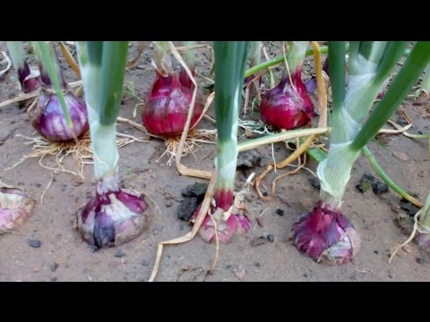 فيديو: Onion Bamberger: وصف متنوع