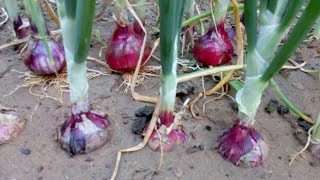 Please watch and subscribe to my new channel regarding craft diy
-https://www./channel/ucbd-ufdy1sf09ce84zbufealearn all about growing
onions ...