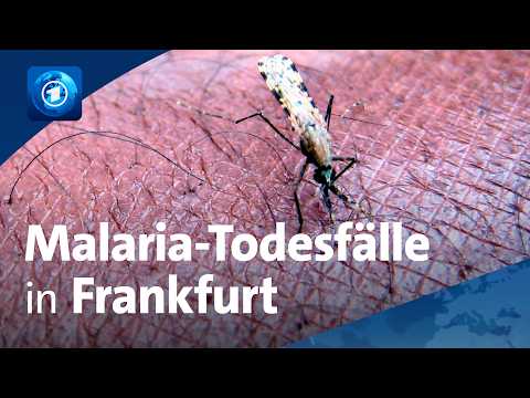 Malaria in Frankfurt: Wie sich Menschen infiziert haben könnten