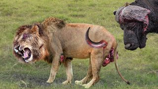 Shocking Moments When A Hunting Lions Are Attacked And Tortured By Africa's Deadliest Preys