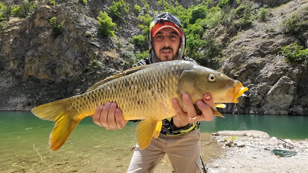 SAZAN AVI. Oltayı Suya Götüren Sazan. #sazanavı #sazan #carpfishing #carp #fishing