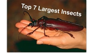 Top 7 Largest Insects