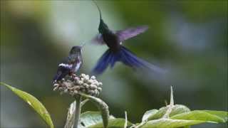 Video thumbnail of "Angelo Badalamenti - Country Waltz"