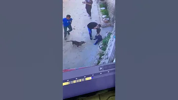 شاهد كلب يهجم على طفل وياتي أخاه في الوقت المناسب 