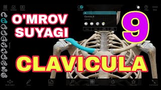 O'MROV SUYAGI + 3D ANATOMIYA / КЛЮЧИЦА / CLAVICULA / УМРОВ СУЯГИ /  YELKA KAMARI SUYAKLARI