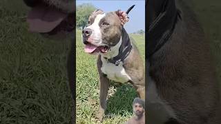 आपका पर पिटबुल हमला कर दे तो कौन स #dog #pitbull #desidog #desidog #dogsworld #doggiecorgi #doglapan