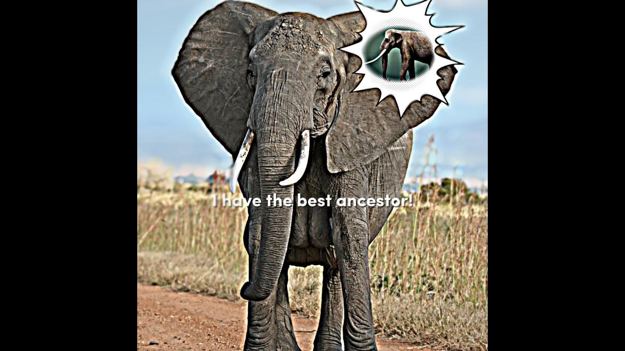 Best ancestor #dinosaur #prehistoricworld #prehistoricanimal #landanimals Best ancestor #dinosaur #prehistoricworld #prehistoricanimal #landanimals