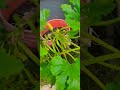 Gardening 2025 Gardening 2025