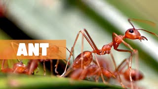 ANTS: MASTERS OF COORDINATION AND ECOSYSTEM ENGINEERING by The Fauna Corner 189 views 2 months ago 6 minutes, 22 seconds