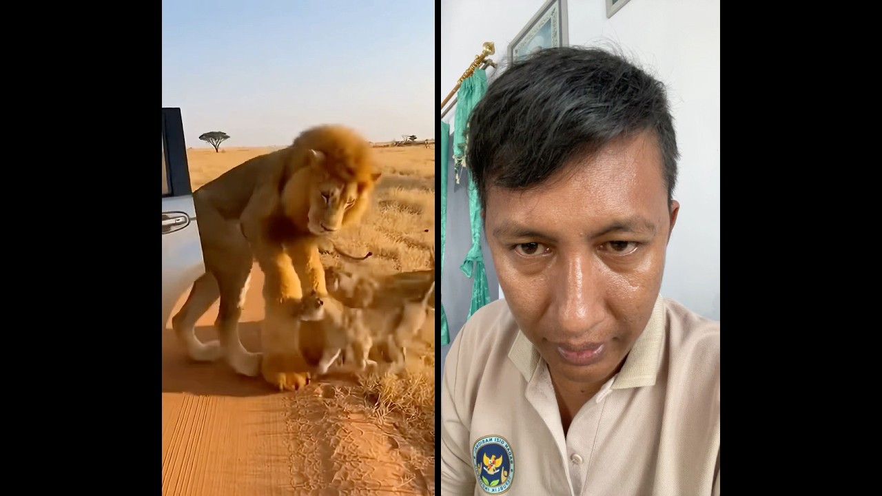 Этот человек осмелился надеть костюм льва.