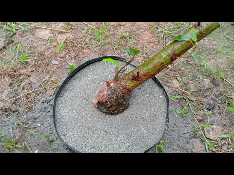 Cách giâm cành Sung sống 100%. Các bạn tham khảo nhé.