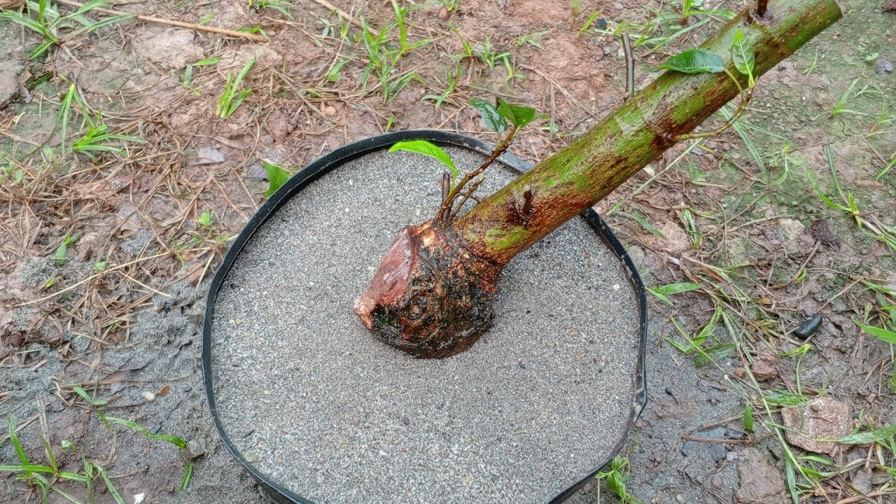 Cách giâm cành Sung sống 100%. Các bạn tham khảo nhé.