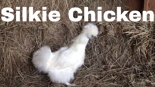 Chicken Breed Analysis: The Silkie