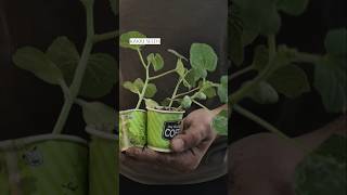 Kakri Seedlings Repotting Indian Cucumber Transplant Guide #homegarden #shortvideo #kakri #summer