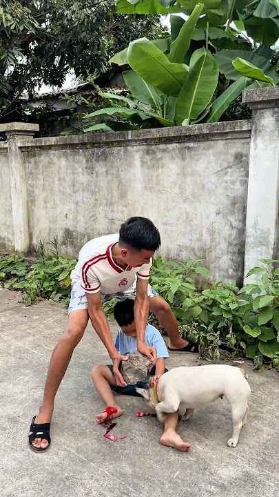 Smart Dog Saves Injured Baby Just in Time — True Hero! 🐶❤️ #dog #lovedog #pet #pets #dogrescue