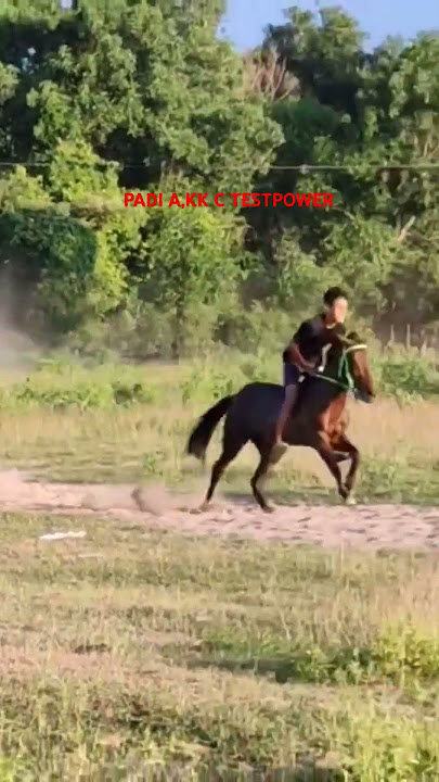 PADI A,KK C TESTPOWER TREK AIRPORT #horseracing #kuda #padia #kkc