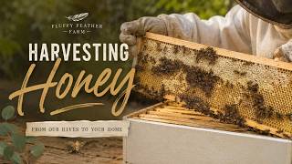 Harvesting Honey From Our Hives | Fluffy Feather Farm Garden
